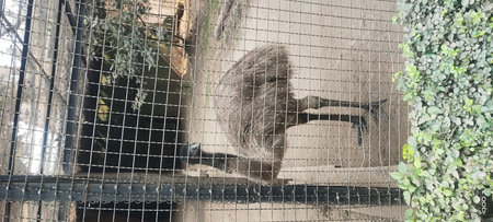 Animal in a cage in a zoo, close up