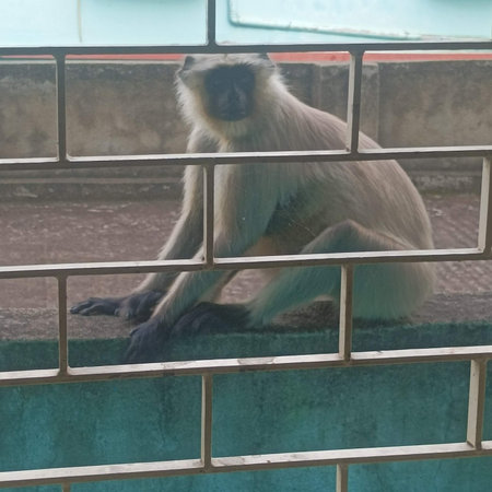 Monkey in a cage at the zoo. Animal in captivity.