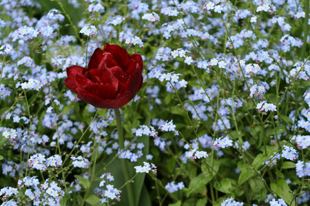 A dark red lonely tulip with dewdrops contrasting with a layer of little blue flowersの写真素材