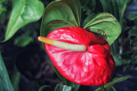 Red Flower
