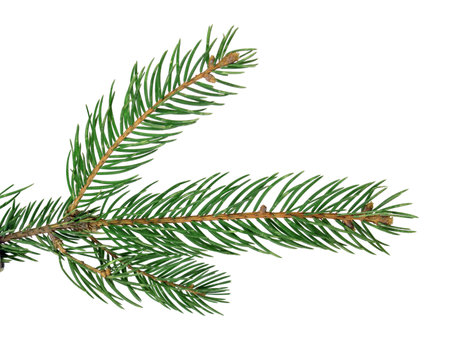 fir-tree / fur / branch, close-up, isolated on a white background without a shadow. Nature in...