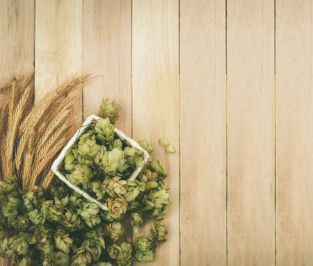 Fresh green hops and wheat spikes. Green hops, malt, ears of barley and wheat grain. Beer production.の写真素材