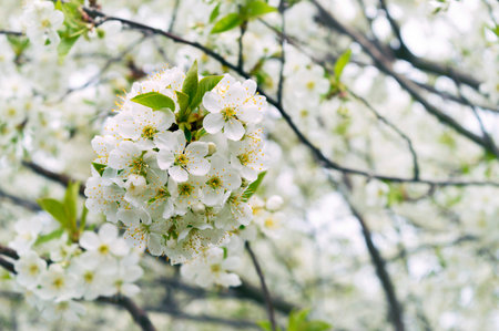 Beautiful floral spring nature background. Branches of blossoming cherry with soft focus on gentle...