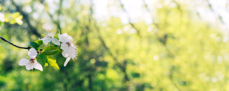 Beautiful nature scene. Spring blooming background. Nature is awakening. white cherry flowers on tree branch. Shallow depth of field. Banner with copy space for text.の写真素材