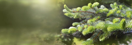 The sun's rays shine through the green branches of the tree. Spring morning in the forest. Nature....