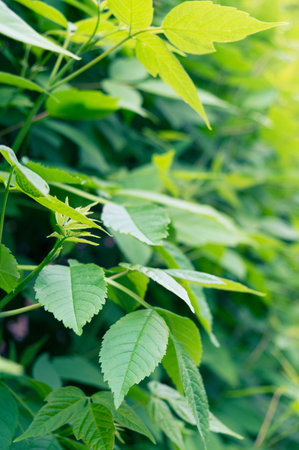 Beautiful nature view green leaf on blurred greenery background under sunlight with copy space using...