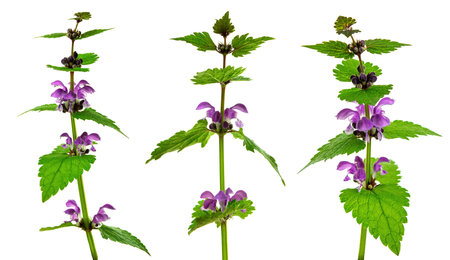 Lamium purpureum. Spring nature purple flowers. Greeting card banner with flowers for the holiday....