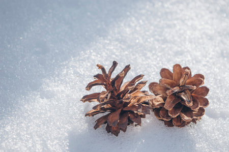 Christmas background with pine branches and cones on the snow, copy space. Merry christmas and happy...