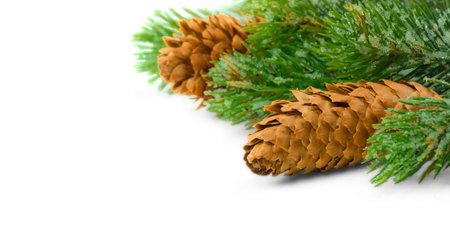 Pine cones in the spruce branches. Christmas garland - a tree covered with hoarfrost.Christmas decor.Copy space. Isolated on white.の写真素材