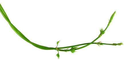 Young Twig Hops With Sprouts And Leaves. Isolated without a shadow. Close-up. Flat-lay.の写真素材