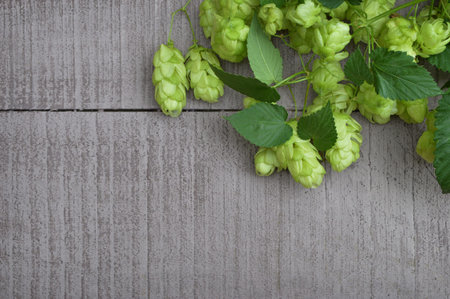 green ripe hop cones. Beer production ingredient. View from above. Ingredients for the preparation...