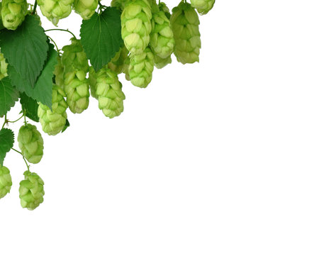 Garland of hop cones and green leaves. Isolated without shadow. Background for brewing. The concept of brewing. The ingredients. Medicinal plant. Ornamental plant. Border plants.の写真素材