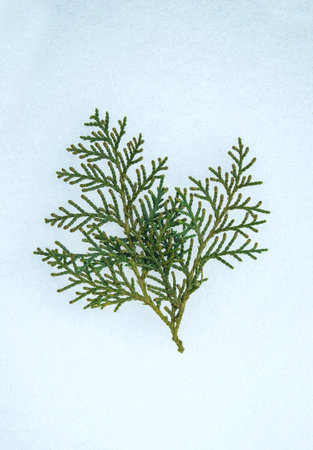 Green thuja branches. Thuja green branch close-up. Xmas and New Year greeting card. Xmas green thuja...