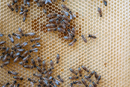 Abstract hexagon structure is honeycomb from bee hive filled with golden honey, gooey honey from bee...