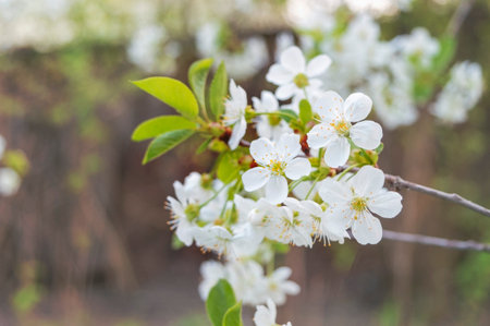 White flowers of cherry tree in springtime in garden on blue sky background. Copy space for text....