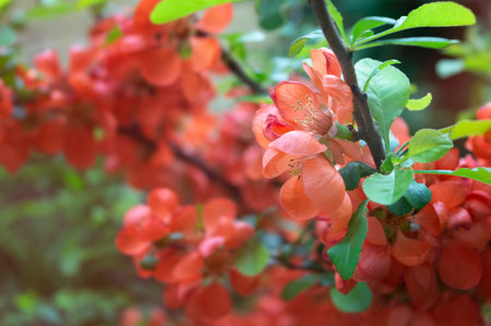 Close up delicate red flowers of Chaenomeles japonica shrub. Spring nature background with fresh blooming branch. Red quince flowers and green leaves, copy space. Spring blooming background.の写真素材