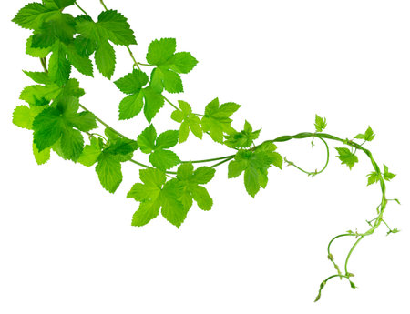 Green branches of hops with leaves, beautifully curved. beauty in nature. Ingredient for brewing....