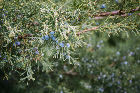 Blue Star Juniper bush or Himalayan juniper in the summer garden. Needled evergreen shrub with silvery-blue, densely-packed foliage. Close up, selective focus.の写真素材