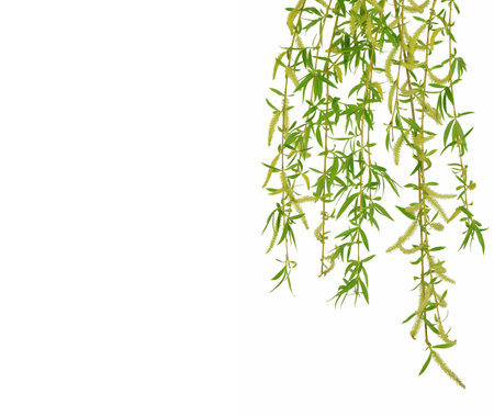 Sprig of willow isolated on white background. Willow, fluffy buds. Happy Easter concept. Concept for...
