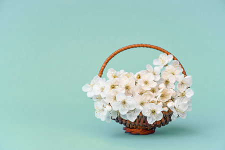 Cherry branch with white blooming flowers. Tender photo with a branch of blooming cherry with white flowers and green leaves. Place for text or logo. Flat lay. Spring time.の写真素材