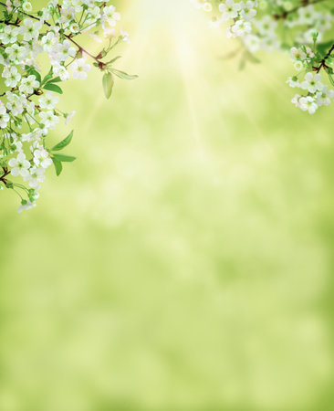 Cherry branch with white blooming flowers. Tender photo with a branch of blooming cherry with white...