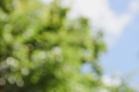 Blur background green park garden nature bright sunny forest. Blurry outdoor park in spring time glowing shiny day template with sunlight bokeh. Abstract blurred background banner copy space.の写真素材