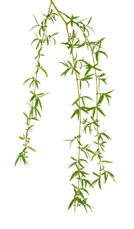 Spring willow branches. Pussy willow's twigs. Spring willow tree in bloom. Isolated on white background without shadow.の写真素材