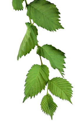Branche with leaves of elm. / Isolated on white background without shadow. / Nature in detail....