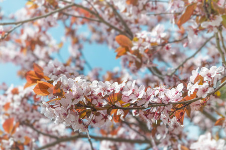 Background with flowers on a spring day. Blooming sakura blossoms flowers. Cherry blossom in spring....