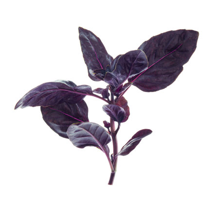 bush of magnificent healing blue basil. Seasoning for fish and salads is blue basil. Purple basil is a wonderful natural spice for fish dishes. Isolated without shadow on white.の写真素材
