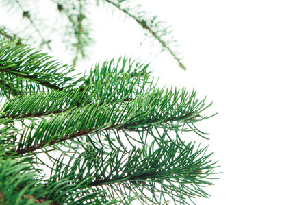 Pine branches and cones. Long green fir branches. Isolated. For decor and decorations of...