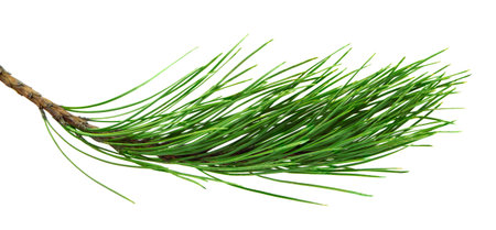 Fragrant branches of evergreens. Seasonal decor for invitations, banners, sales, advertisements,...