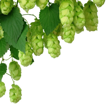 Young branches of hops with leaves. Hops herb for medicinal herb or phytotherapy. isolated on...