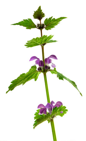 wild flower purple. Summer wild lupine flowers. Purple flowers. Summer flower.on transparent, png.Forest flowers. Meadow, field, farm, decor.の写真素材