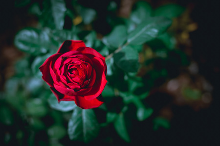 Red rose dark tones soft focus with blur background, top viewの写真素材