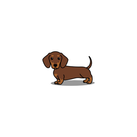 Cute dachshund dog chocolate and tan cartoon, vector illustrationのイラスト素材