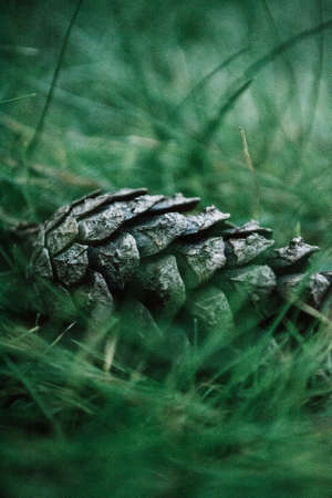 cones in the forestの写真素材