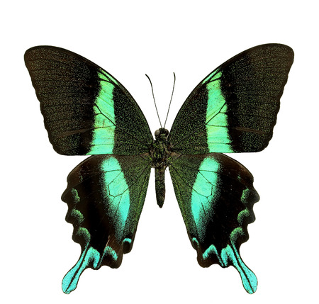 Black and BLue Butterfly profile isolated on white backgroundの写真素材