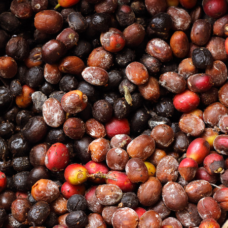 Moldy coffee beanの写真素材