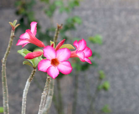 azalea flowers on gray backgroundの写真素材