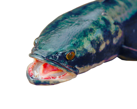 Giant snakeheadの写真素材