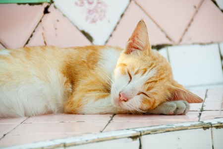 Sleeping catの写真素材