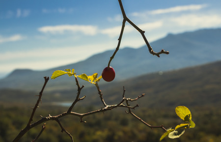 Mountain berryの写真素材