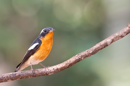 Mugimaki Flycatcher catch tree stick in natureの写真素材