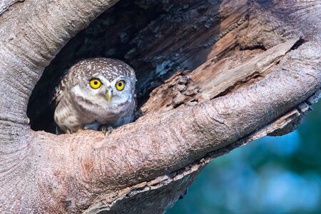 Spotted Owlet in nature cavityの写真素材