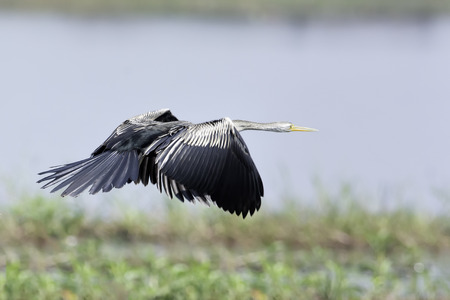 Oriental Darter flying over natue marshの写真素材