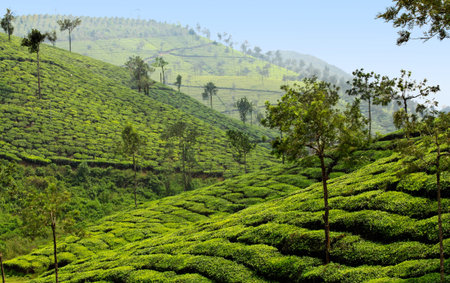 tea plantation valley in india