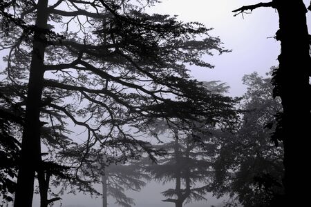 Morning mist in the wood.の写真素材