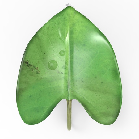 This is a 3d illustration of a leaf   This is about nature の写真素材