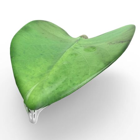 This is a 3d illustration of a leaf   This is about nature の写真素材
